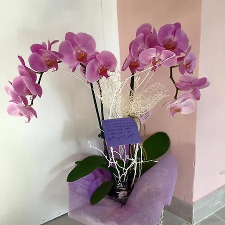 Montello Sweet House Iun Q5874 Holiday home Cagliari